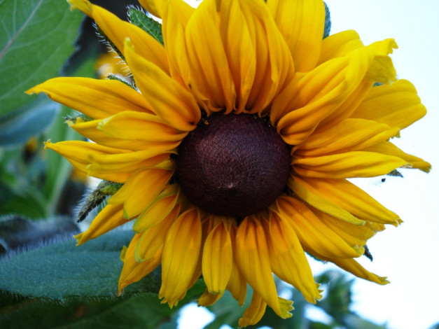 Обои картинки фото цветы, подсолнухи