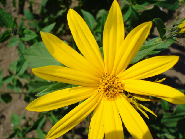 Обои картинки фото цветы, рудбекия