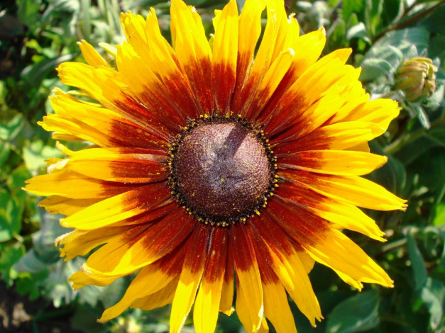 Обои картинки фото цветы, рудбекия