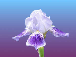 Картинка цветы ирисы