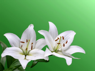 Картинка цветы лилии лилейники