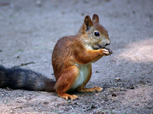 Картинка животные белки