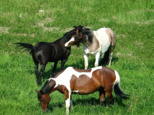 Картинка животные лошади