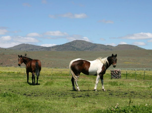 Картинка животные лошади