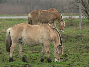 Картинка животные лошади