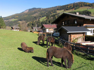 Картинка животные лошади