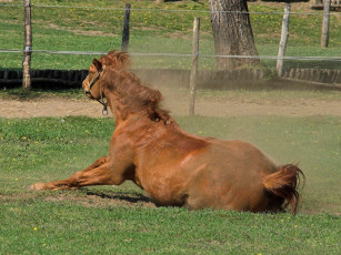 Картинка животные лошади