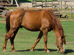 Картинка животные лошади