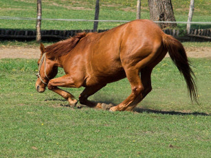 обоя животные, лошади