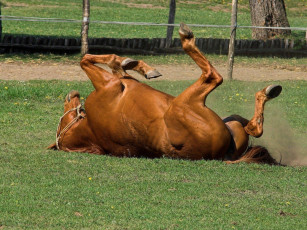 обоя животные, лошади