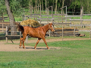 Картинка животные лошади