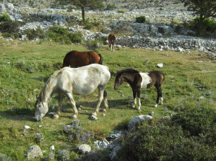 Картинка животные лошади