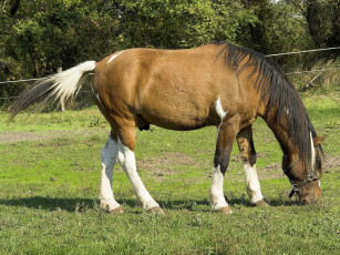 Картинка животные лошади