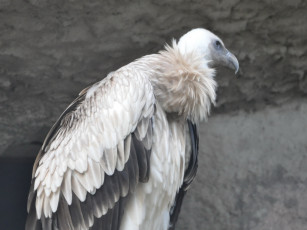 Картинка животные птицы хищники