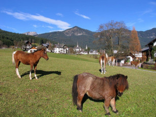 Картинка животные разные вместе