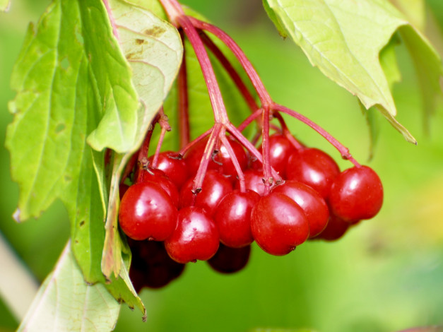 Обои картинки фото 