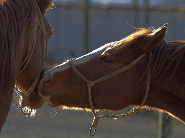 Обои картинки фото животные, лошади