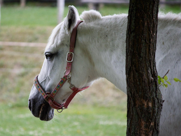 Обои картинки фото животные, лошади