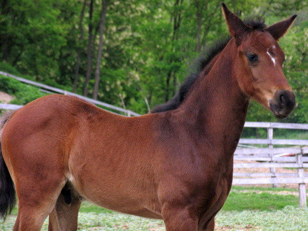 Обои картинки фото животные, лошади