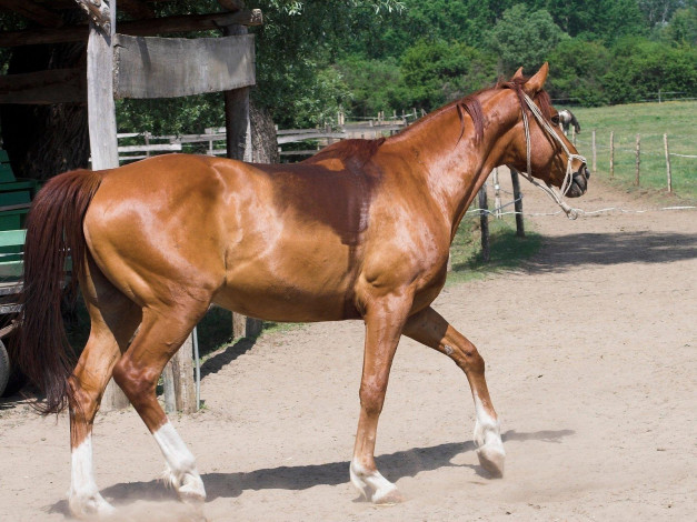 Обои картинки фото животные, лошади