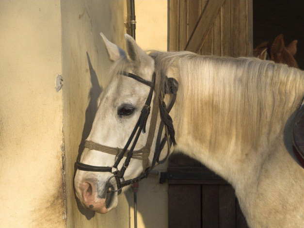 Обои картинки фото животные, лошади