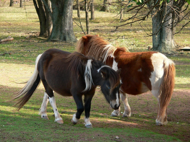 Обои картинки фото животные, лошади