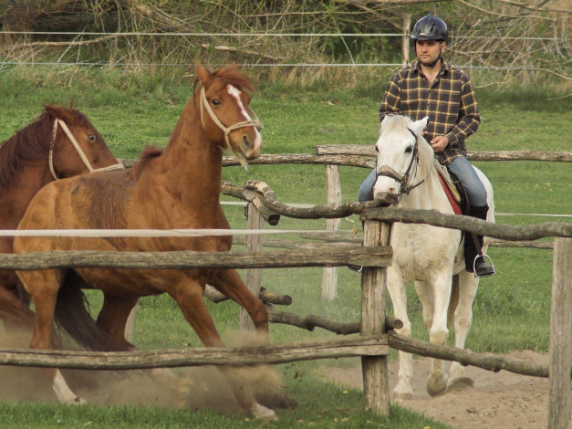Обои картинки фото животные, лошади