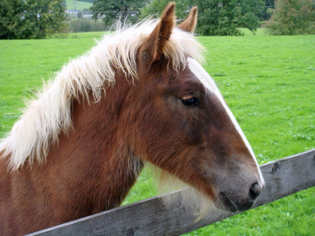 Обои картинки фото животные, лошади