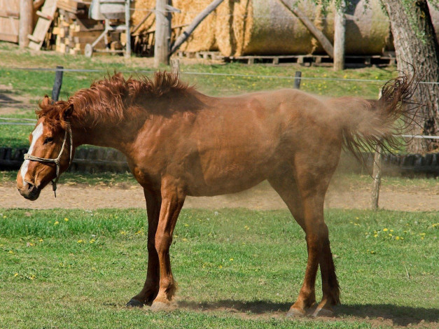 Обои картинки фото животные, лошади