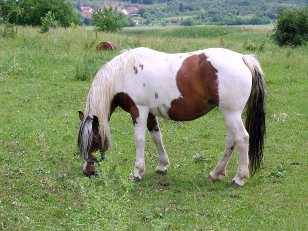 Обои картинки фото животные, лошади