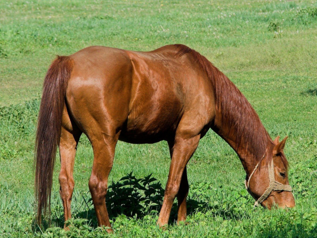 Обои картинки фото животные, лошади