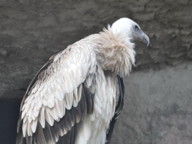 Обои картинки фото животные, птицы, хищники