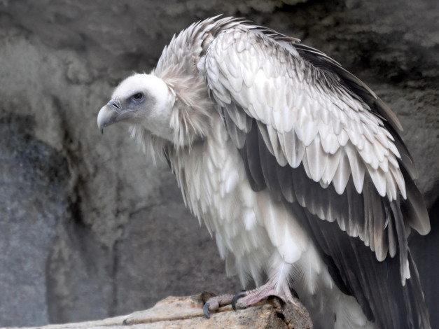 Обои картинки фото животные, птицы, хищники