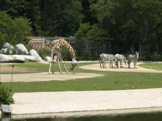 Обои картинки фото животные, разные, вместе