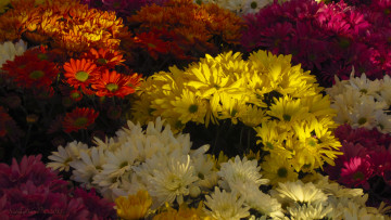 обоя цветы, хризантемы, лепестки