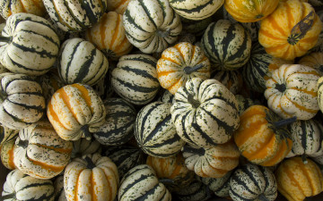 Картинка еда тыква ягоды