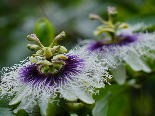 Картинка цветы пассифлора цветение