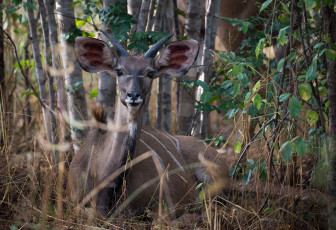 Картинка животные антилопы антилопа природа растения трава деревья