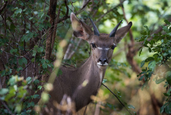 Картинка животные антилопы листья деревья антилопа ветки взгляд