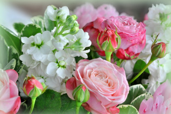 Картинка цветы разные+вместе левкой розы