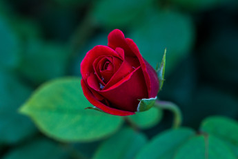 Картинка цветы розы бутон