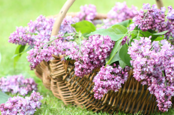 Картинка цветы сирень корзина весна цветение
