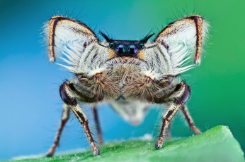 Картинка животные пауки паук джампер лапки волосатый