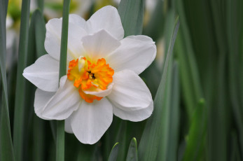 Картинка цветы нарциссы цветение нарцисс цветок