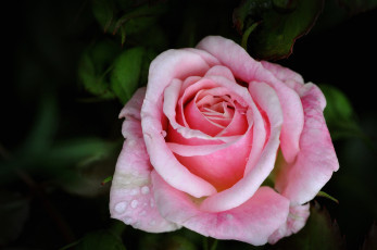 Картинка цветы розы розовый