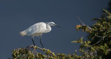 Картинка животные цапли +выпи небо белая цапля листья ветка пасмурно