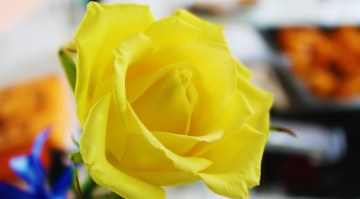 Картинка цветы розы желтый
