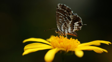 Картинка животные бабочки цветок фон