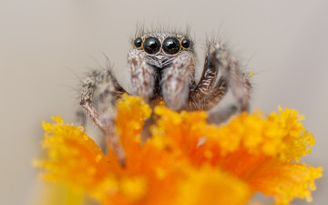 Картинка животные пауки макро оранжевый цветок джампер паук