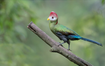 Картинка животные турако хохолок